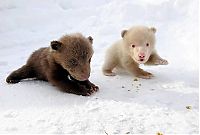 TopRq.com search results: Salt and Pepper cubs