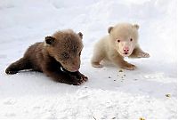 Fauna & Flora: Salt and Pepper cubs