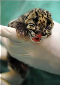 Fauna & Flora: Two small leopard born at the National Zoo research center