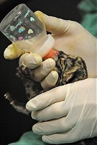 Fauna & Flora: Two small leopard born at the National Zoo research center