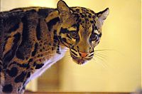 Fauna & Flora: Two small leopard born at the National Zoo research center