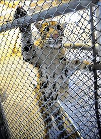 Fauna & Flora: Two small leopard born at the National Zoo research center