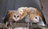 Fauna & Flora: hypnotic owls