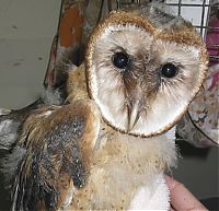 Fauna & Flora: hypnotic owls