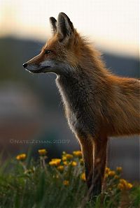 Fauna & Flora: animal photography