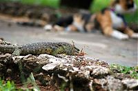 Fauna & Flora: cat and lizard battle