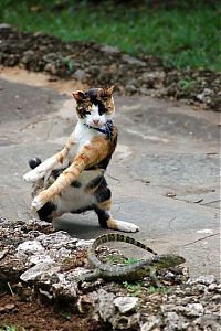 Fauna & Flora: cat and lizard battle