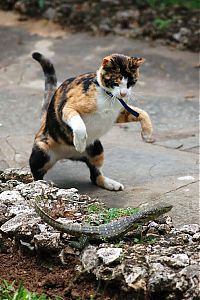 Fauna & Flora: cat and lizard battle