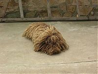 TopRq.com search results: Mysterious mop