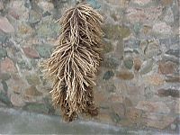 Fauna & Flora: Mysterious mop