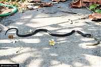 Fauna & Flora: snake eats snake