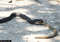 Fauna & Flora: snake eats snake