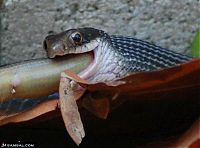 Fauna & Flora: snake eats snake