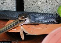 Fauna & Flora: snake eats snake