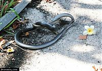 TopRq.com search results: snake eats snake