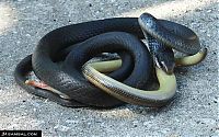 TopRq.com search results: snake eats snake