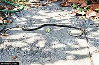 Fauna & Flora: snake eats snake