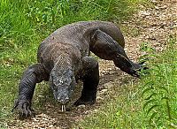 TopRq.com search results: Komodo dragon lizard