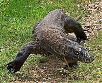 TopRq.com search results: Komodo dragon lizard