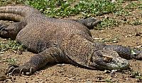 Fauna & Flora: Komodo dragon lizard