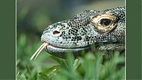 Fauna & Flora: Komodo dragon lizard