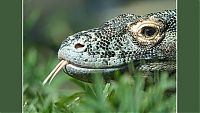 TopRq.com search results: Komodo dragon lizard