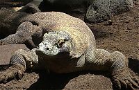 TopRq.com search results: Komodo dragon lizard