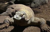 Fauna & Flora: Komodo dragon lizard