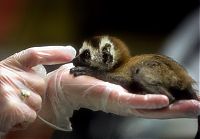 Beautiful photos of the animals in the ZOO