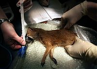 Fauna & Flora: Beautiful photos of the animals in the ZOO