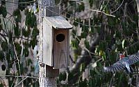 TopRq.com search results: Bird uninvited