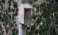 TopRq.com search results: Bird uninvited