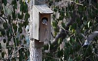 TopRq.com search results: Bird uninvited