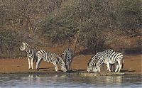 Fauna & Flora: zebra against a crocodile