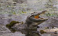 Fauna & Flora: zebra against a crocodile