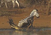 Fauna & Flora: zebra against a crocodile