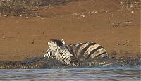 Fauna & Flora: zebra against a crocodile