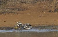 Fauna & Flora: zebra against a crocodile