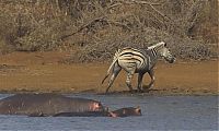 Fauna & Flora: zebra against a crocodile