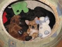 Fauna & Flora: cute puppy dog