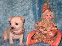 Fauna & Flora: cute puppy dog