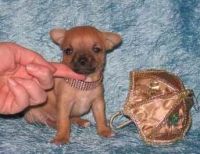 Fauna & Flora: cute puppy dog