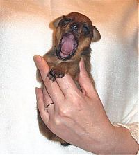 Fauna & Flora: cute puppy dog