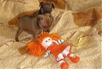 Fauna & Flora: cute puppy dog