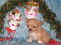 Fauna & Flora: cute puppy dog