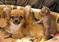 Fauna & Flora: cute puppy dog