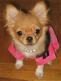 Fauna & Flora: cute puppy dog