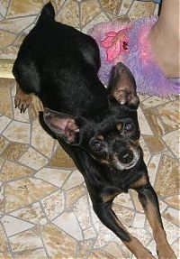 Fauna & Flora: cute puppy dog