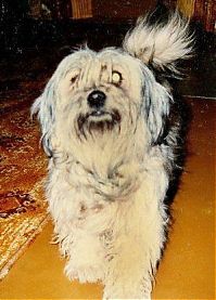 Fauna & Flora: cute puppy dog