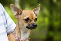 Fauna & Flora: cute puppy dog